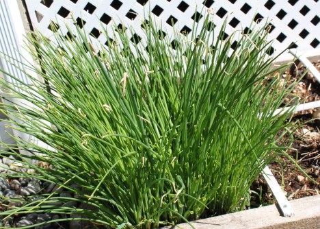 Spring chives
